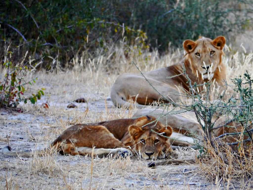 Safari or Beach in Tanzania? Best of Both Worlds