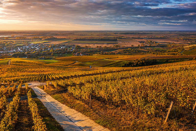 Hungarian Wine Guide: 6 Great Hungary Wine Regions