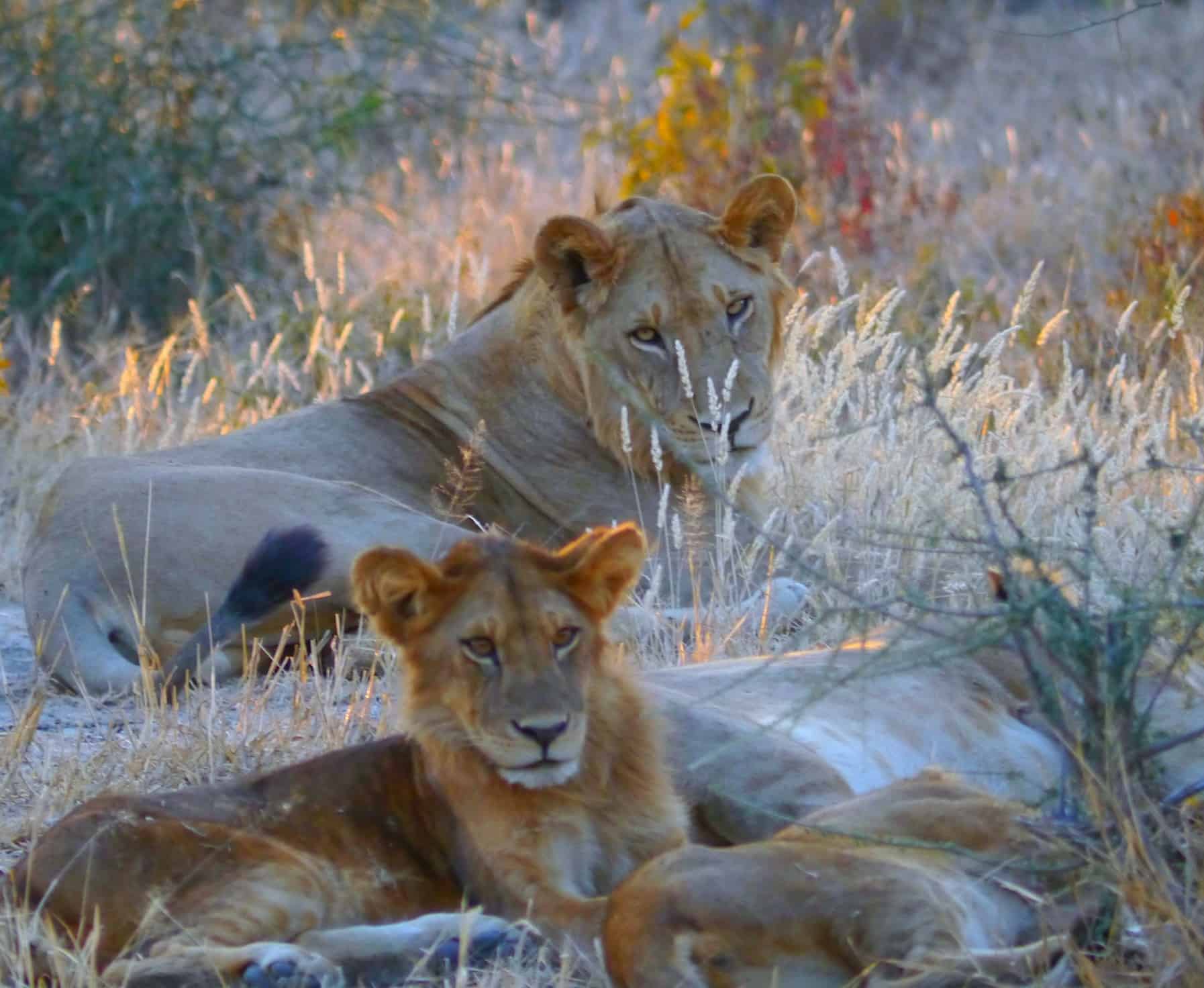Safari or Beach in Tanzania? Best of Both Worlds