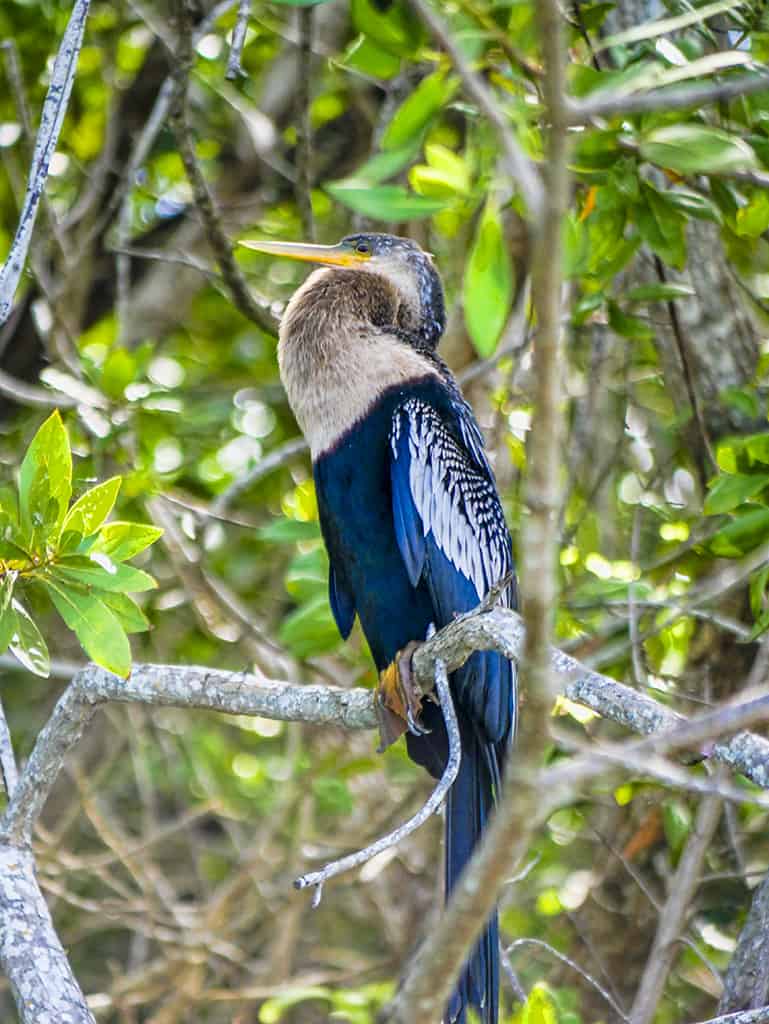 Mayakoba Animals: Amazing Wildlife in Mayakoba, Rivera Maya Mayakoba Animals: Amazing Wildlife in Mayakoba, Rivera Maya