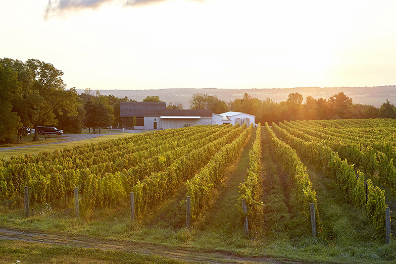 The 14 Best New York Wineries The 14 Best New York Wineries