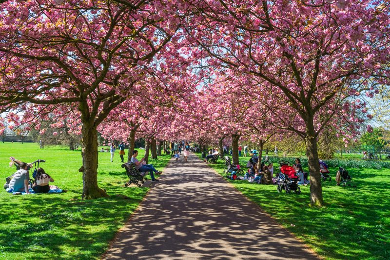 Top Places For Cherry Blossom in London, UK